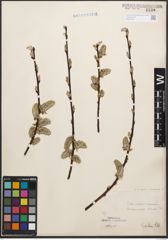 Foto von Salix caprea L. x Salix purpurea L.